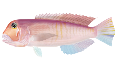 シロアマダイのイラスト