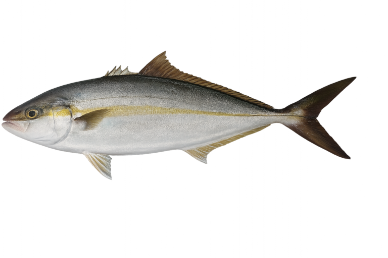 カンパチ