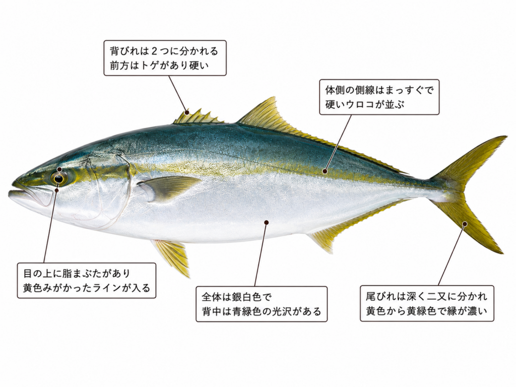ブリ